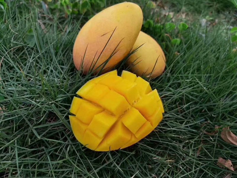 芒果