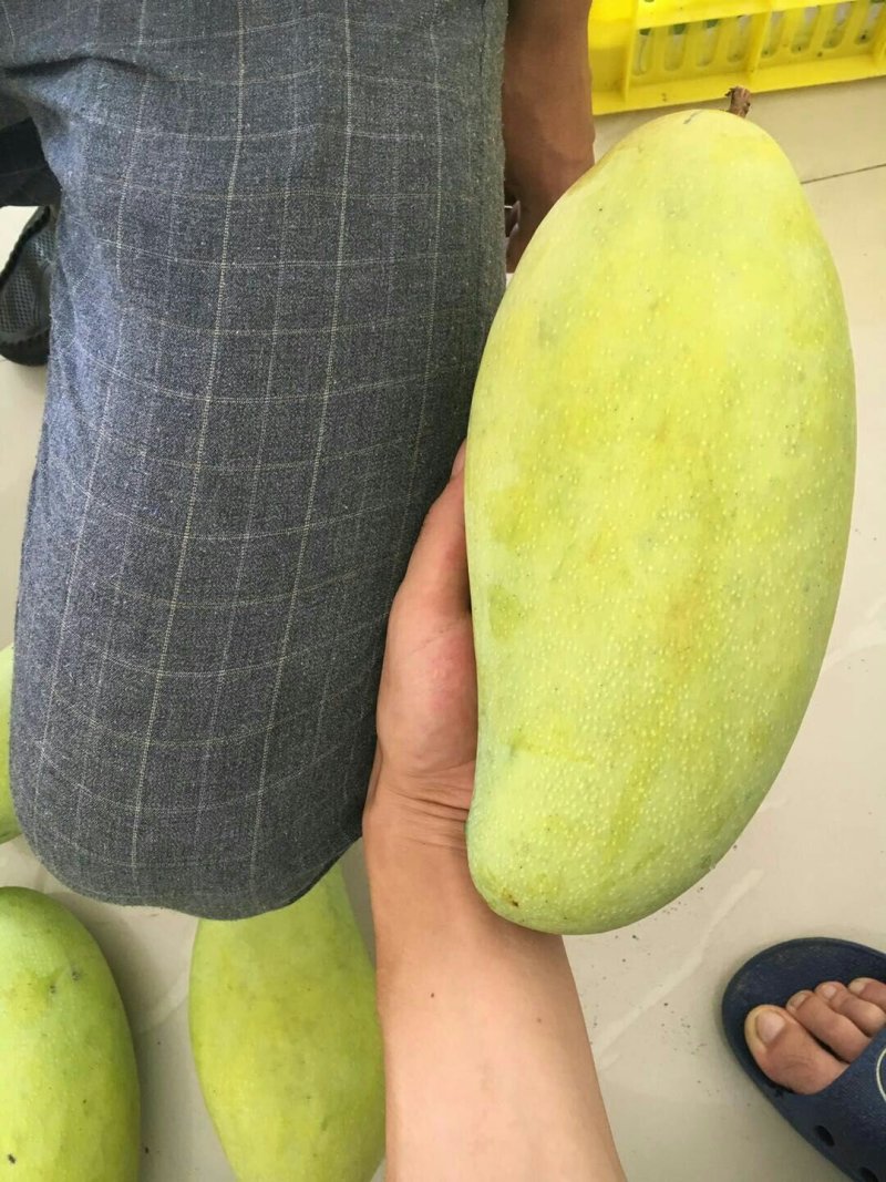 芒果