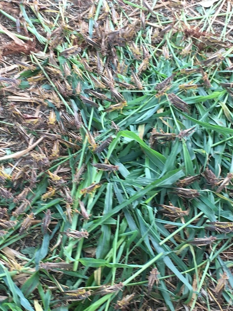 活体蚂蚱