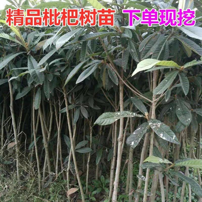 枇杷树苗大五星枇杷苗嫁接苗正宗品种可盆栽地栽当年结果