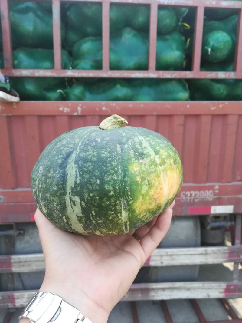 新西兰板栗南瓜基地直销，视频看货。