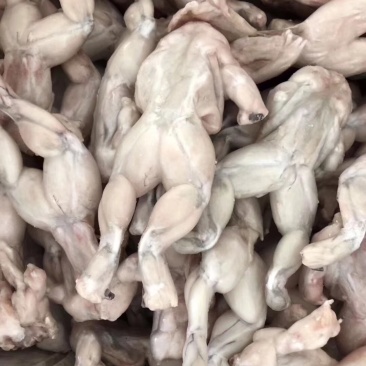 牛蛙，活蛙加工，急冻保鲜，