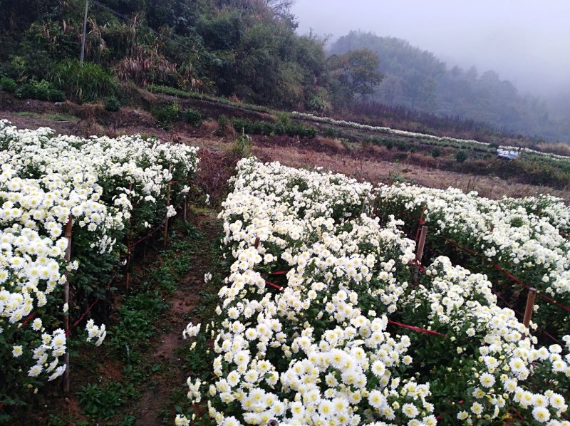 七月菊，黄山产地直供，量大从优