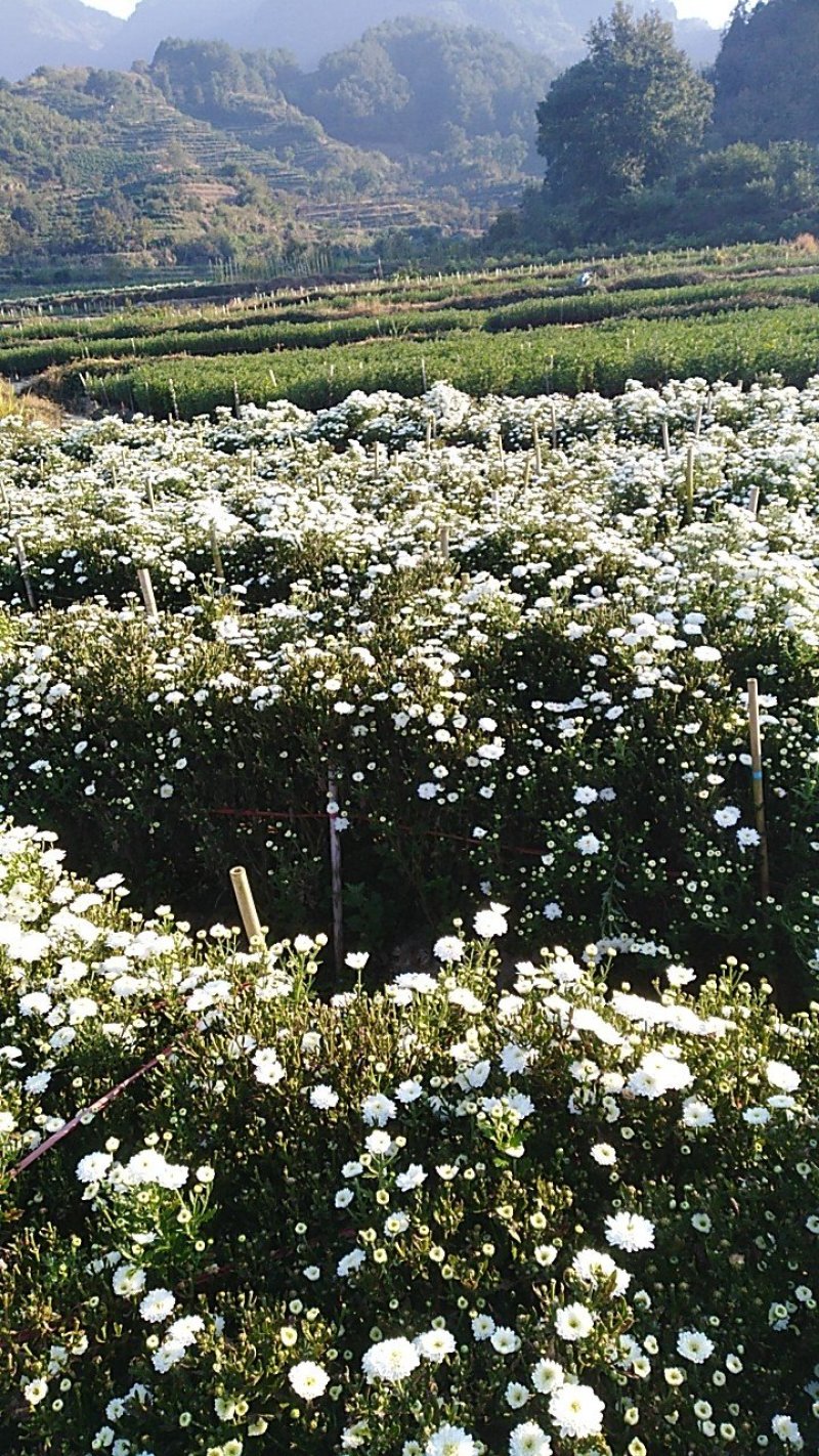 七月菊，黄山产地直供，量大从优