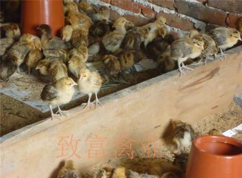 脱温土鸡苗白肉黑肉本地土鸡苗云贵川可发
