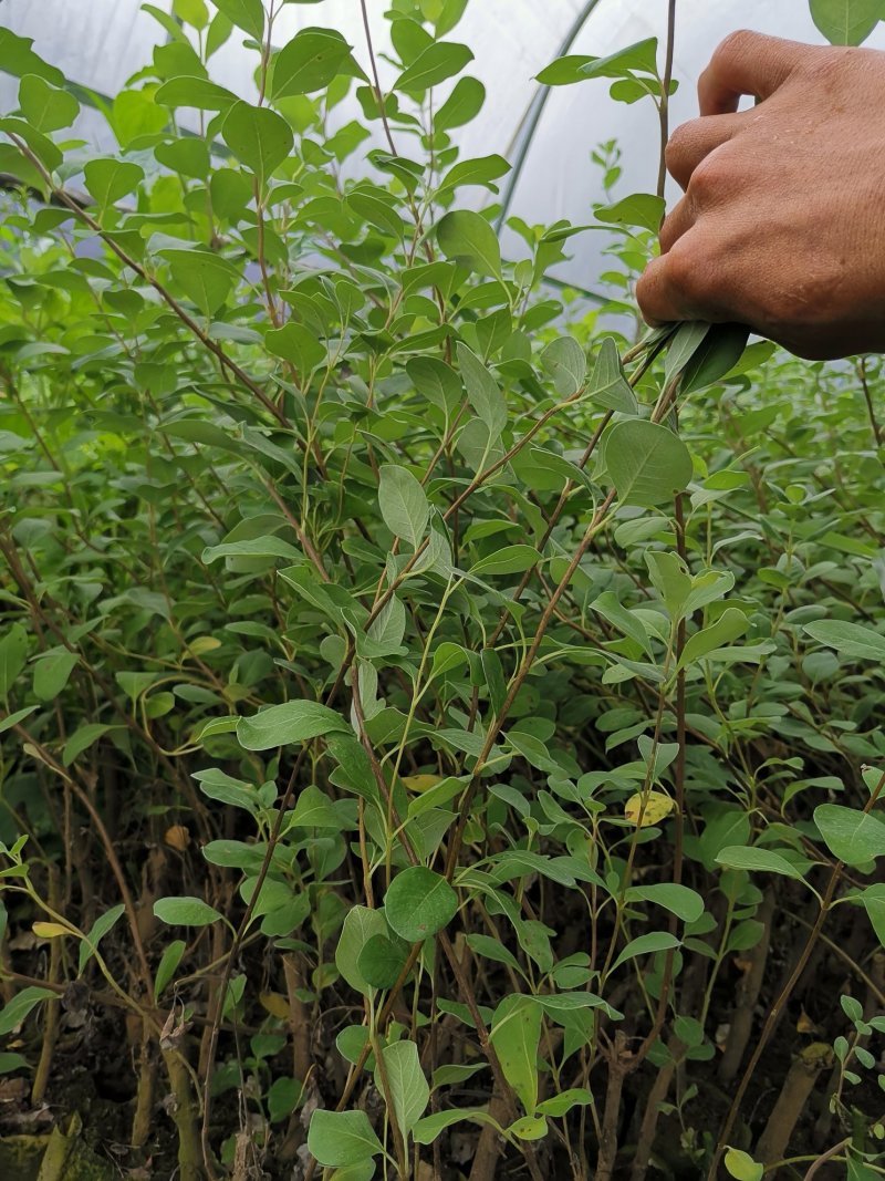 单页蔓荆子扦插苗，杯苗（包技术指导，回收）
