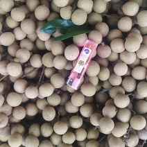 石硖龙眼