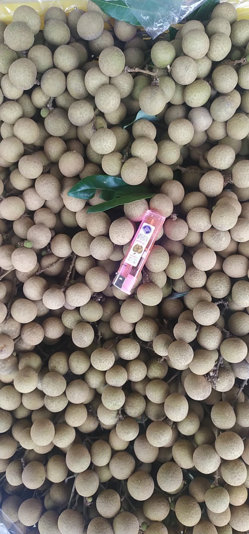 石硖龙眼