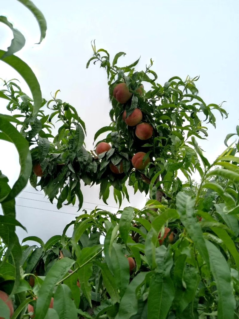 毛桃，脆蜜，美崔