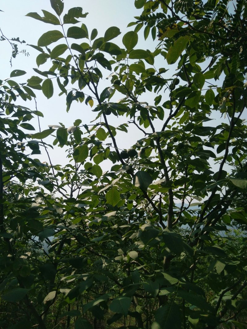 核桃树