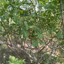 核桃树