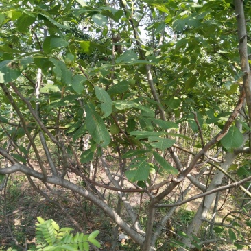 核桃树