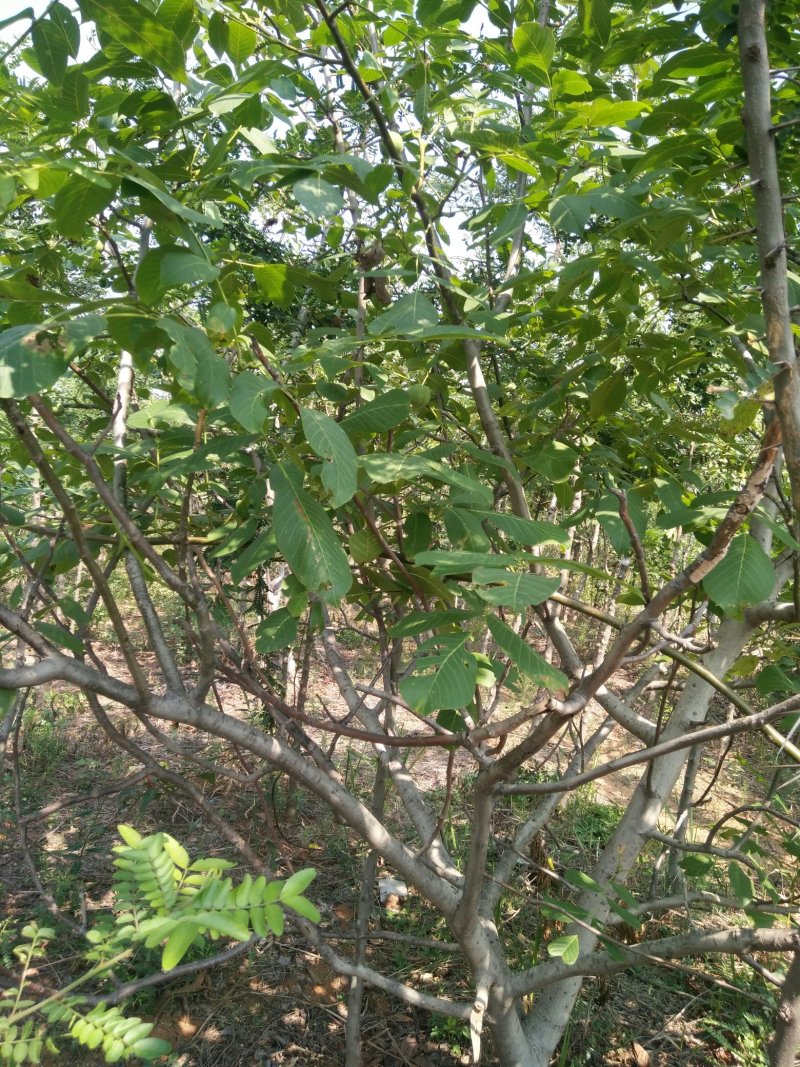 核桃树
