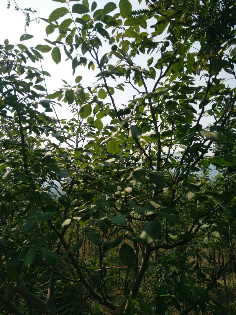 核桃树