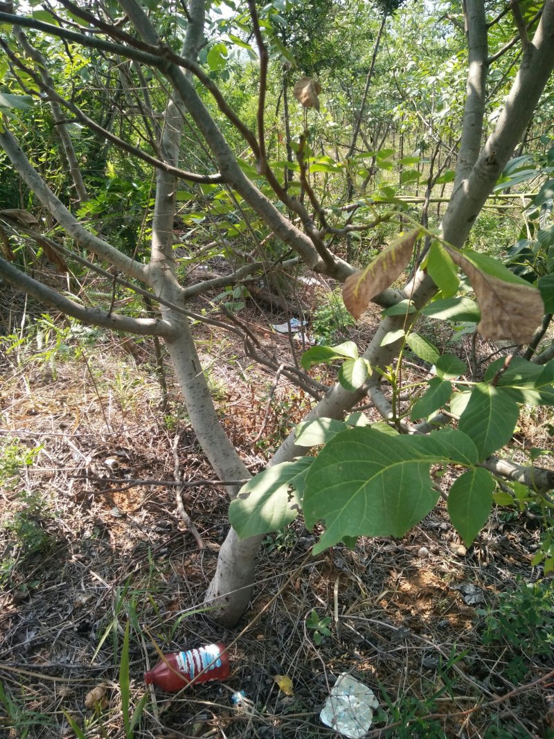 核桃树