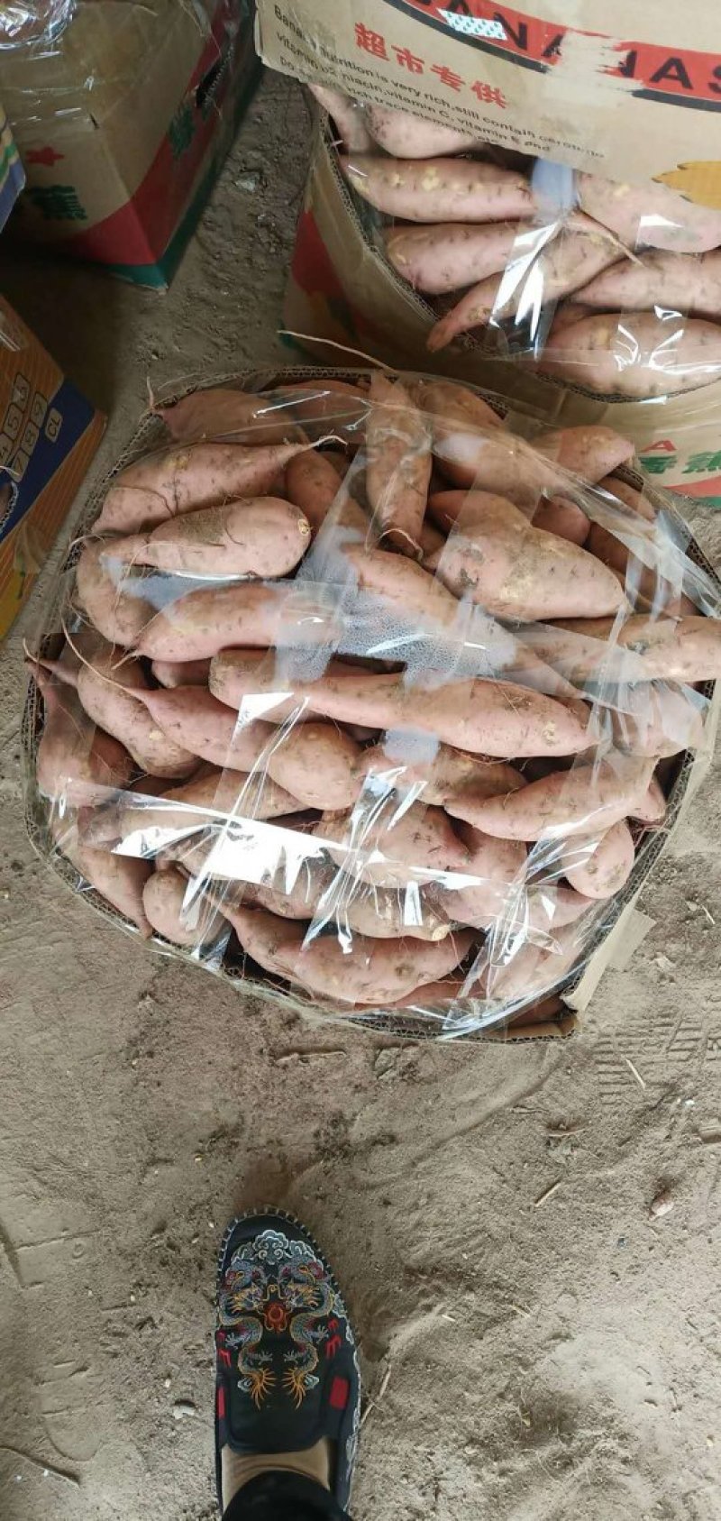 西瓜红，龙九，黄皮黄心，品质保障货源充足