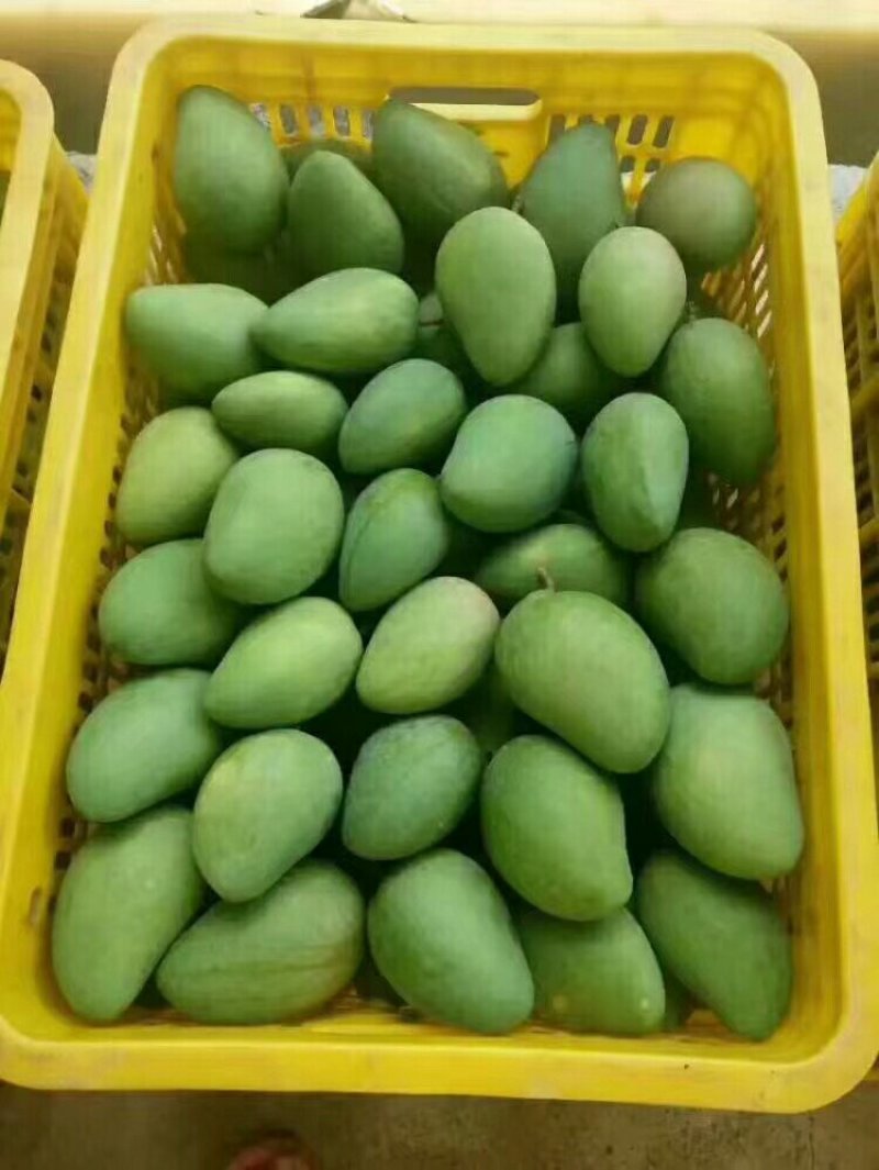 供各品种百色芒果