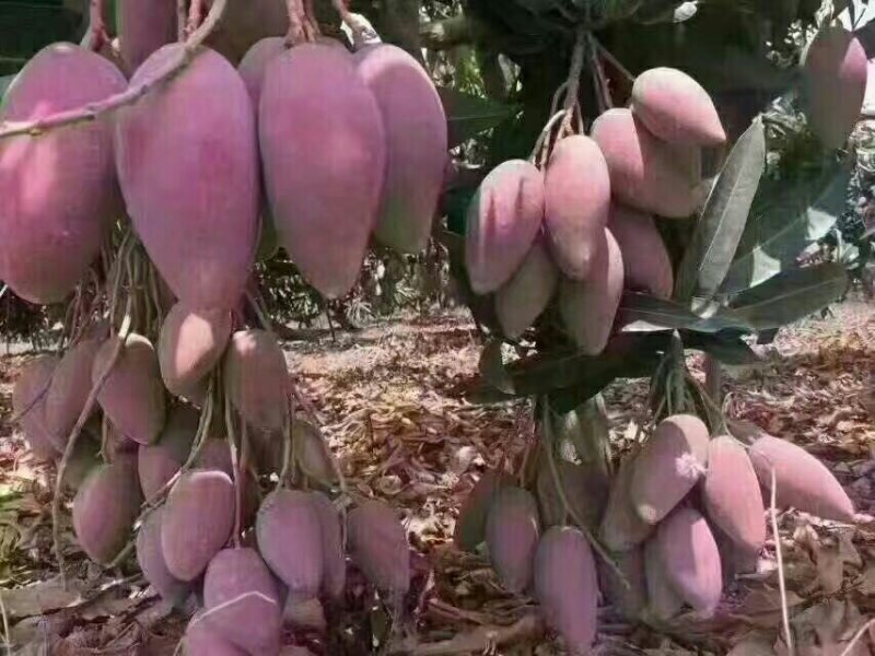 供各品种百色芒果