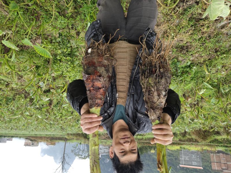 香芋大量批发荔浦直发