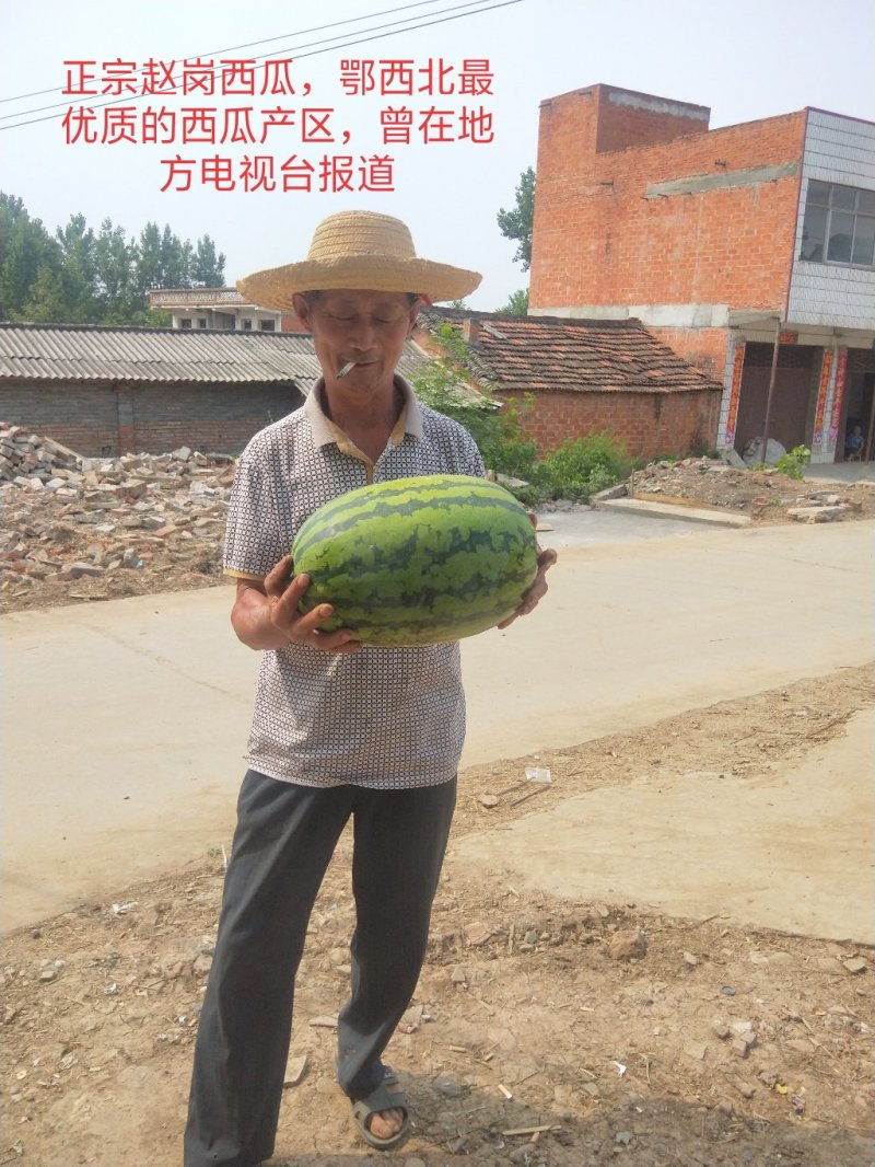 直生苗西农8号，科农系列西瓜，原生苗露地