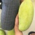 供各品种百色芒果
