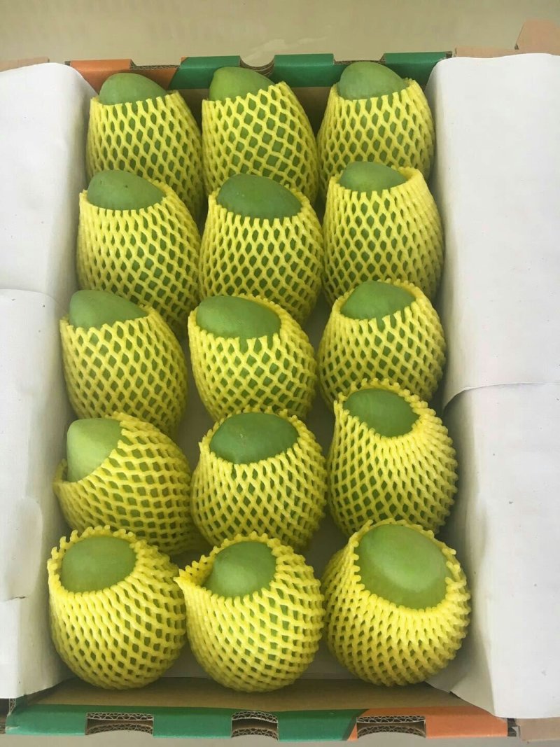供各品种百色芒果