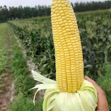 糯玉米