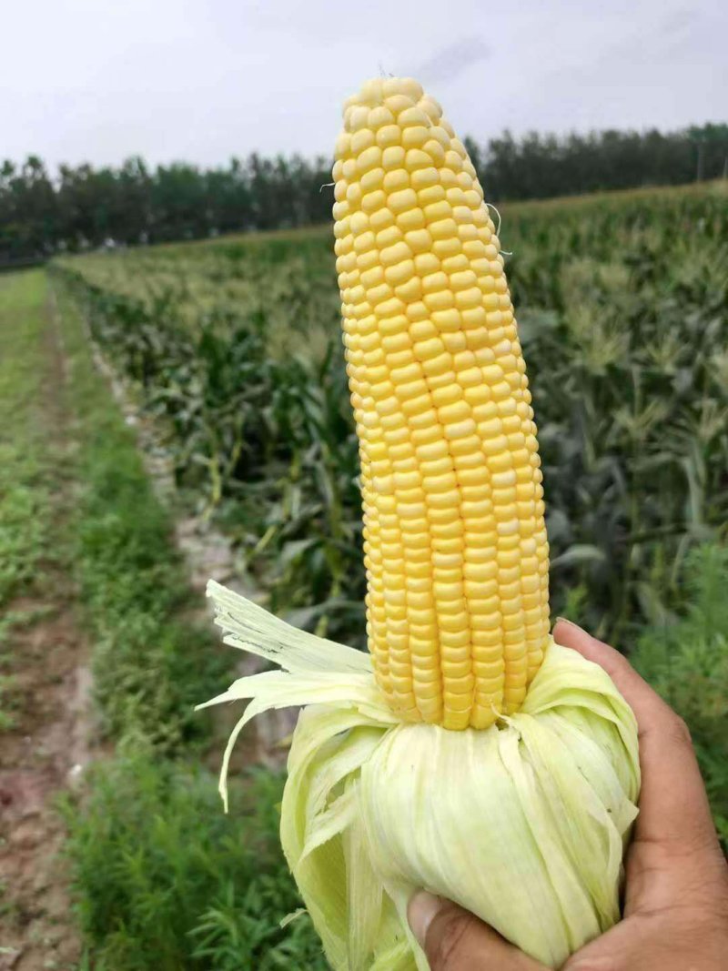 糯玉米