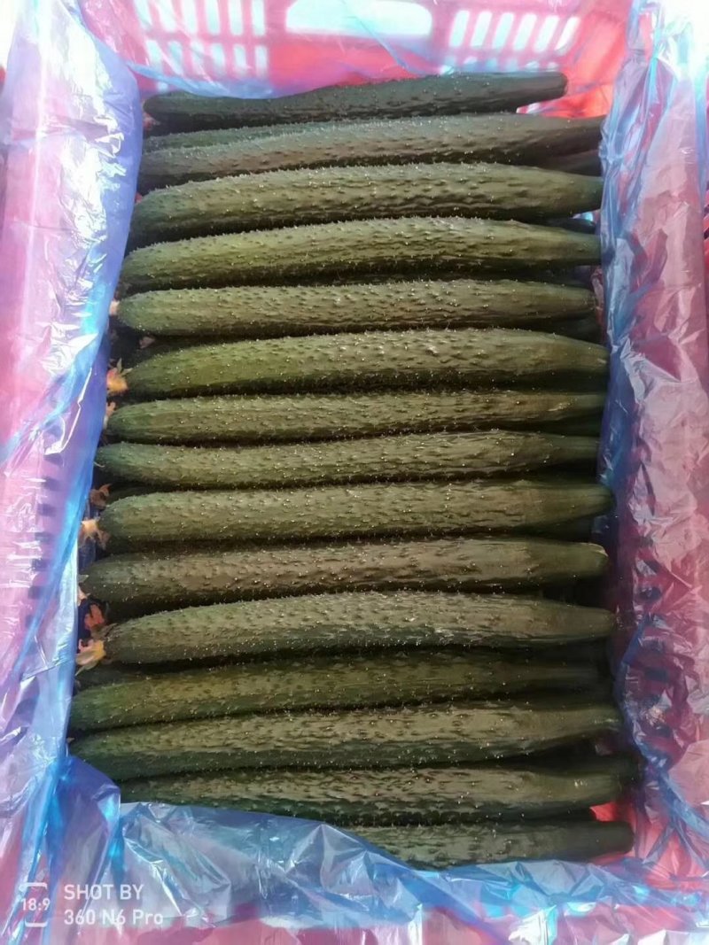 精品黄瓜产地直供，量大从优，需要的联系了