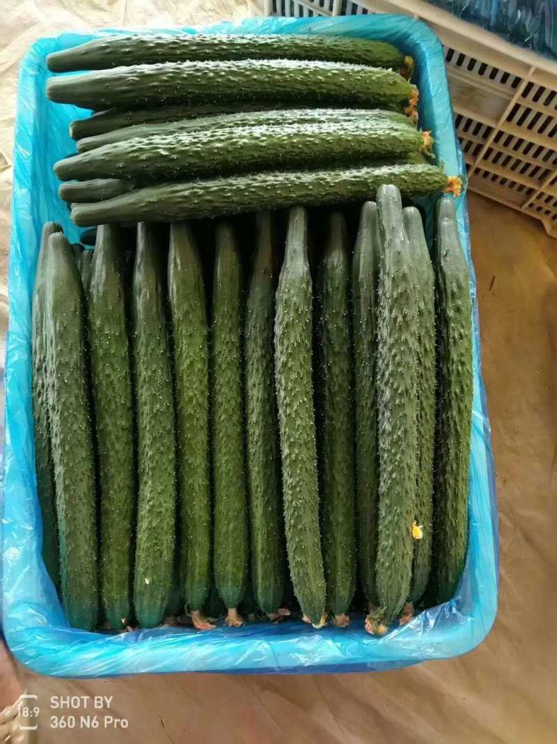 精品黄瓜产地直供，量大从优，需要的联系了