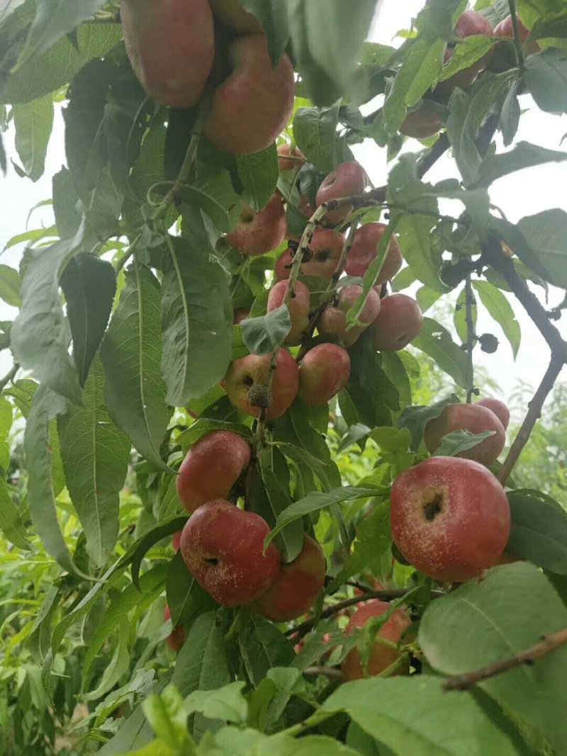 露天油潘桃价格预售6月份大荔县陆地油潘桃产地油潘桃基地