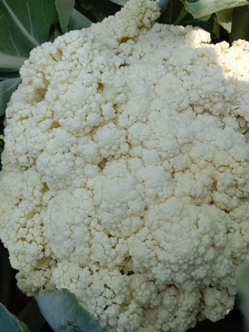 吉林公主岭有机花大量上市，质量好，价格美丽！欢迎采购！