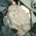 吉林公主岭有机花大量上市，质量好，价格美丽！欢迎采购！
