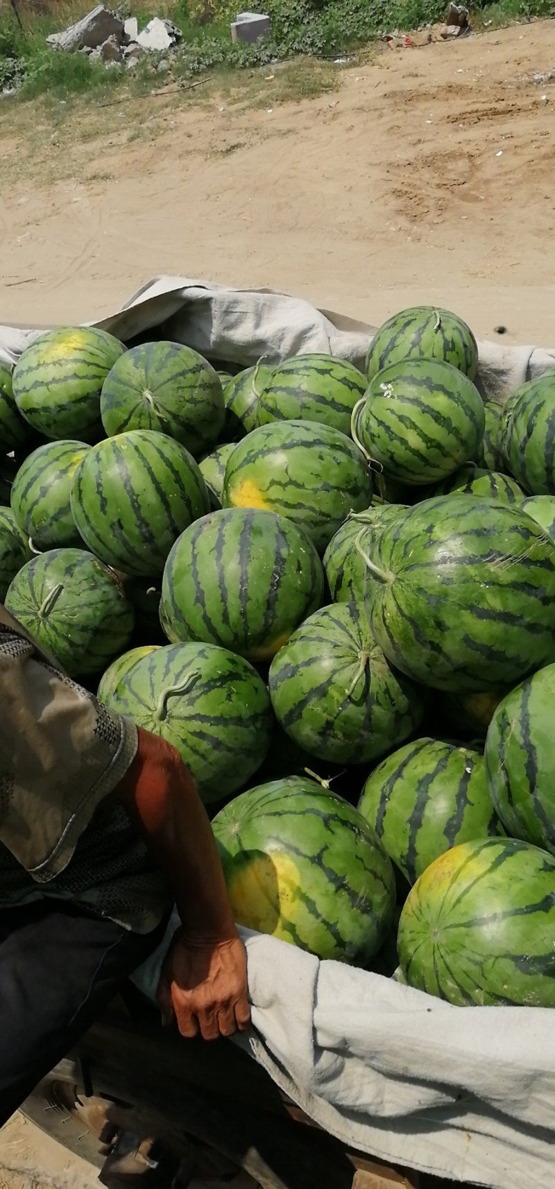 瓜果类