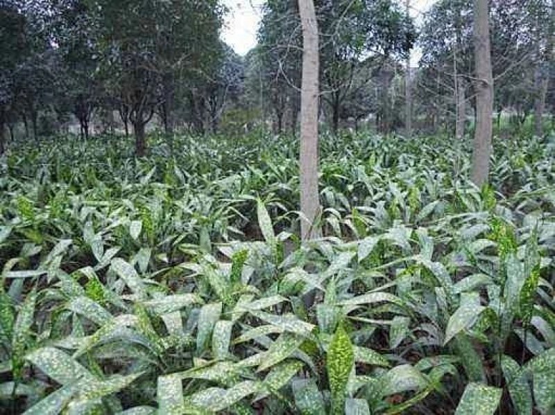 四川正宗箸叶花粽叶粽叶苗批发