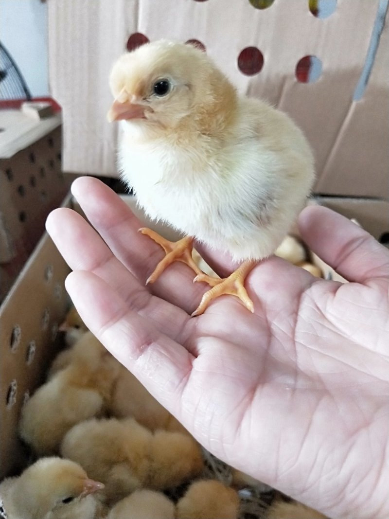 三黄鸡苗【高销量热卖】《有经营许可证》买卖更放心