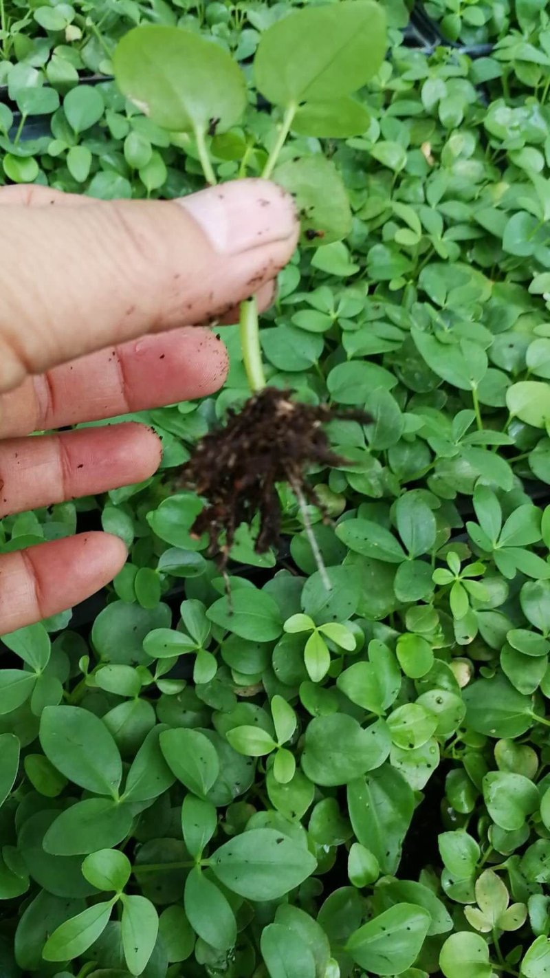 鸭脚木七叶莲八方来财绿化绿植墙水培土培常用的常绿品种