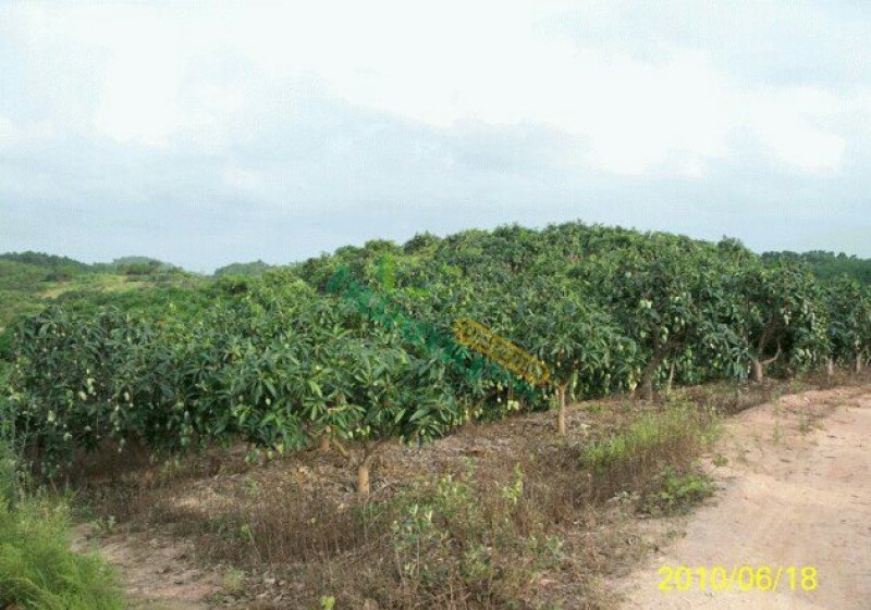 芒果供货农户