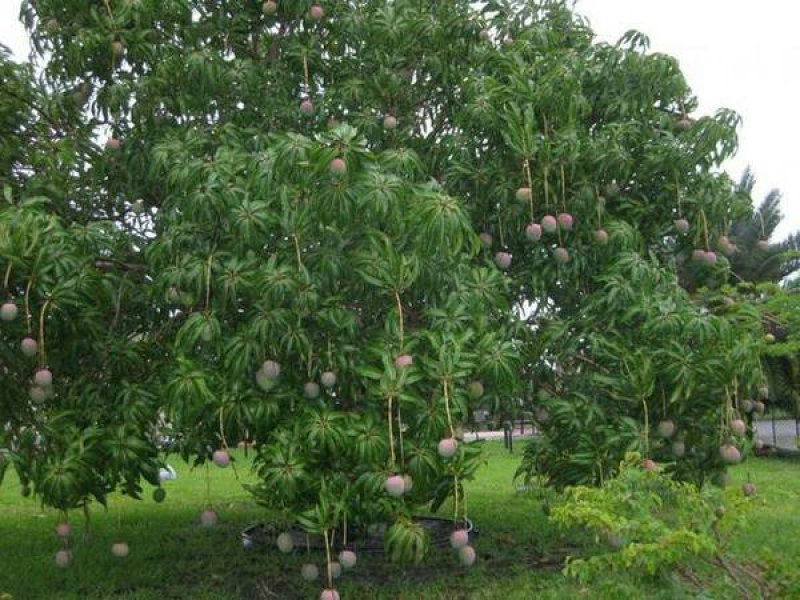 芒果供货农户