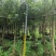 串钱柳红千层高2.5米米径6到10公分福建漳州苗木基地
