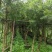 串钱柳红千层高2.5米米径6到10公分福建漳州苗木基地