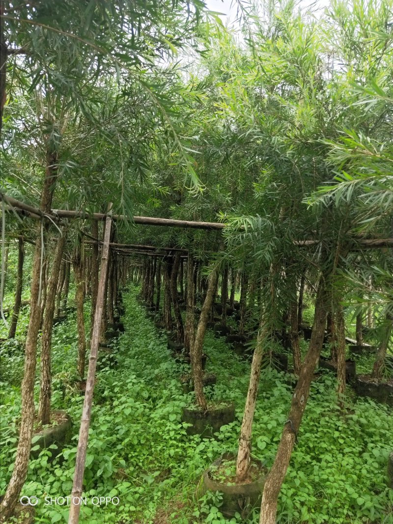 串钱柳红千层高2.5米米径6到10公分福建漳州苗木基地