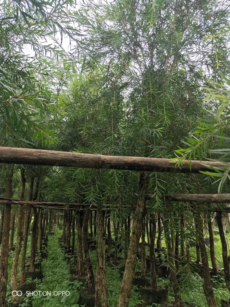 串钱柳红千层高2.5米米径6到10公分福建漳州苗木基地