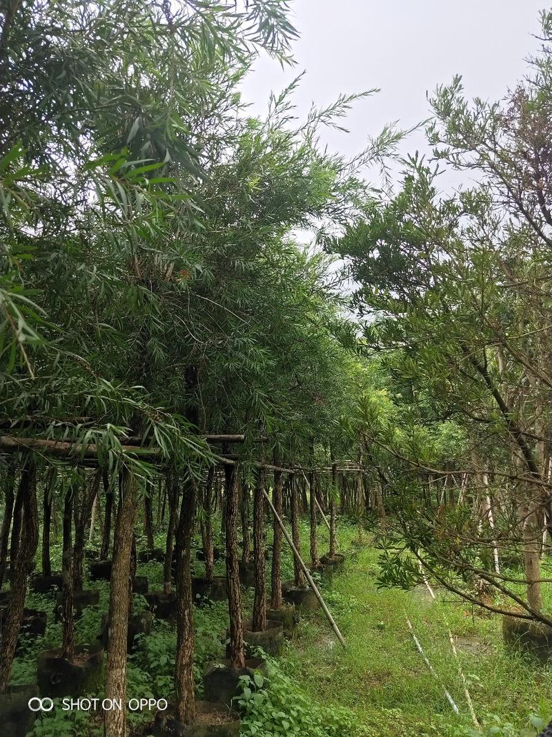 串钱柳红千层高2.5米米径6到10公分福建漳州苗木基地