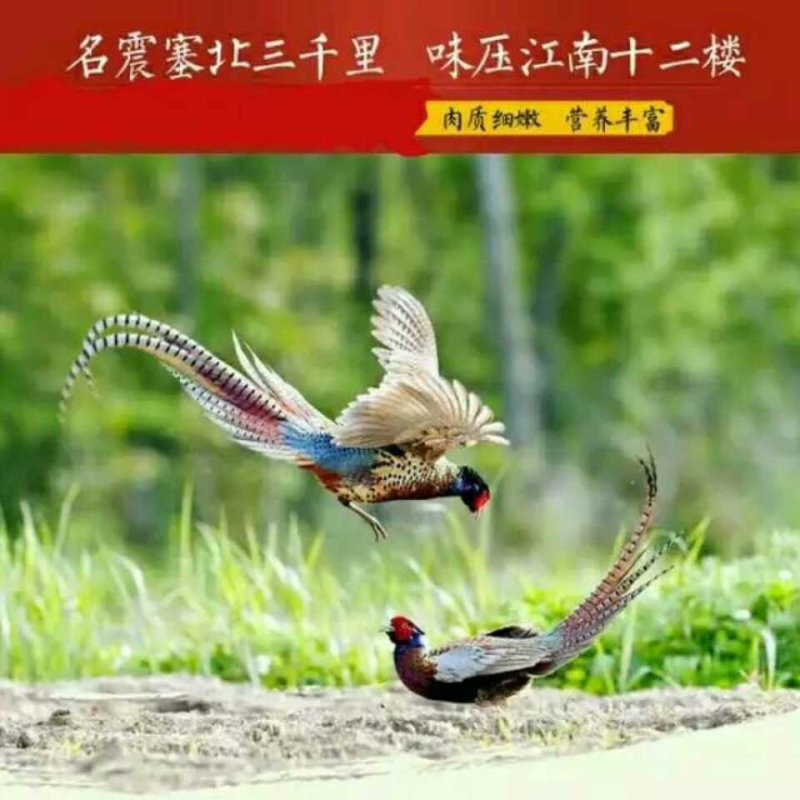 野鸡种蛋，七彩山鸡种蛋，孵化专用。