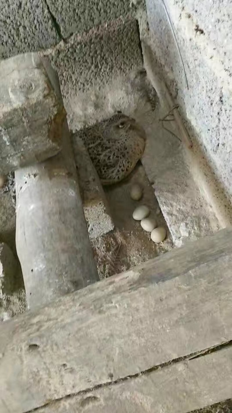野鸡种蛋，七彩山鸡种蛋，孵化专用。