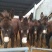 野生驴