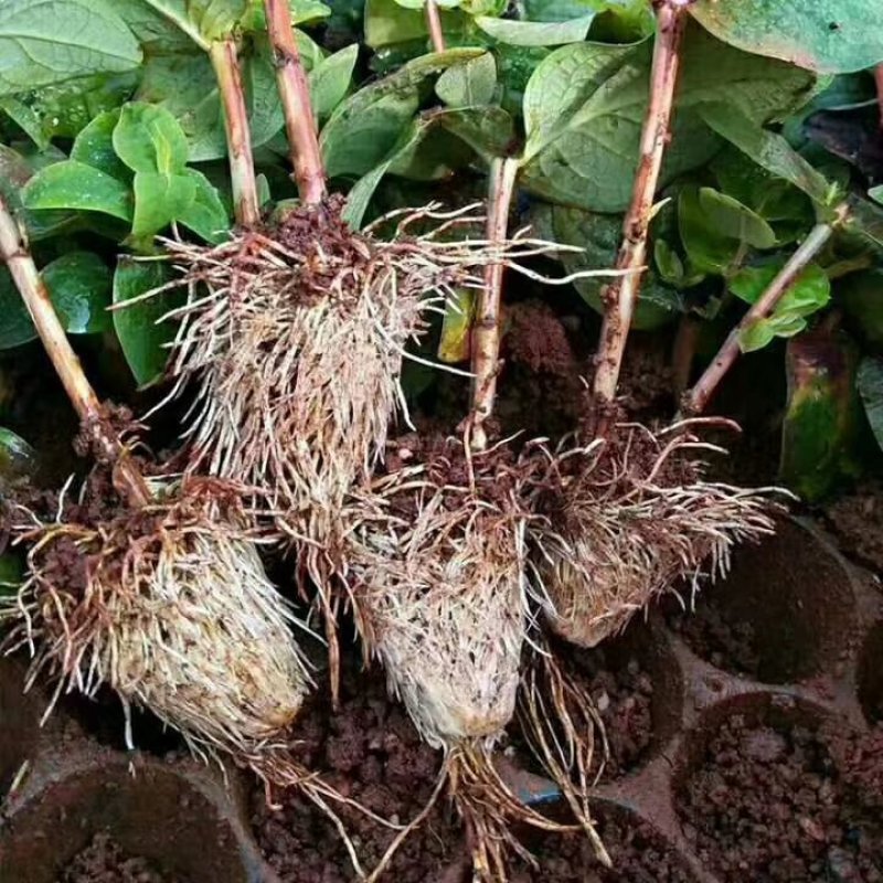 鲜切花苗，基地供应植物火龙珠种苗昆明斗南基地直发