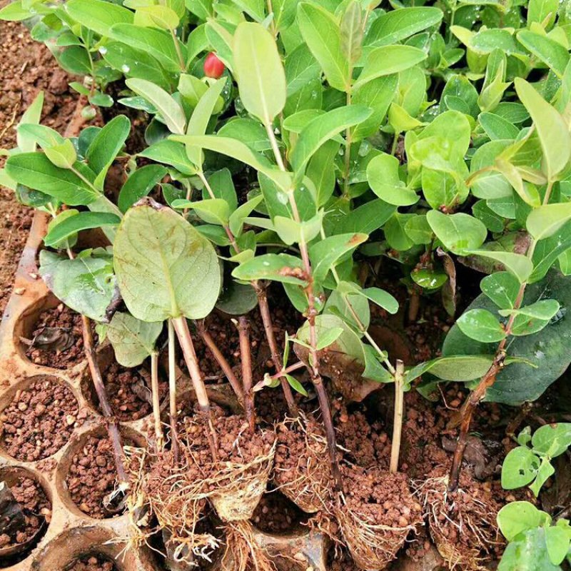 鲜切花苗，基地供应植物火龙珠种苗昆明斗南基地直发