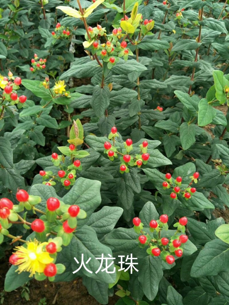 鲜切花苗，基地供应植物火龙珠种苗昆明斗南基地直发